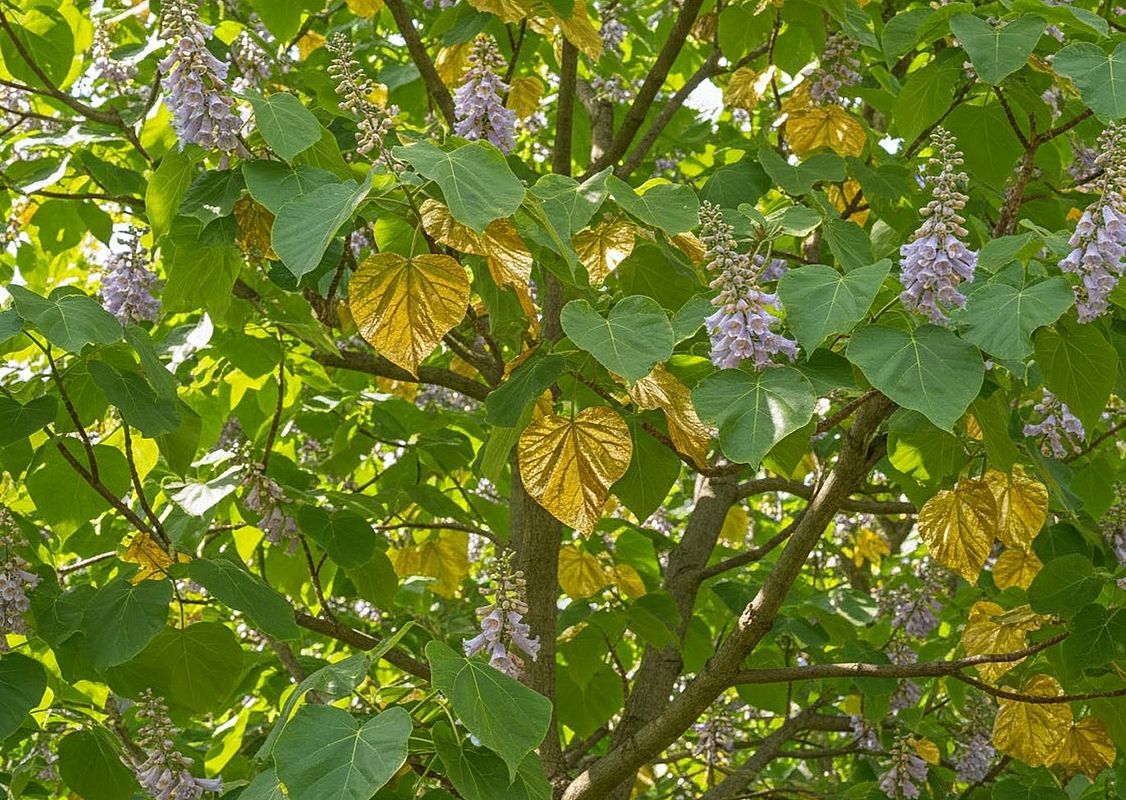 Der Blauglockenbaum im Museumspark erstrahlt in goldenem Glanz