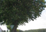 Landschaftsbestandteil 38, die Kastanienallee am südlichen Rand des Leithelshofer Weges