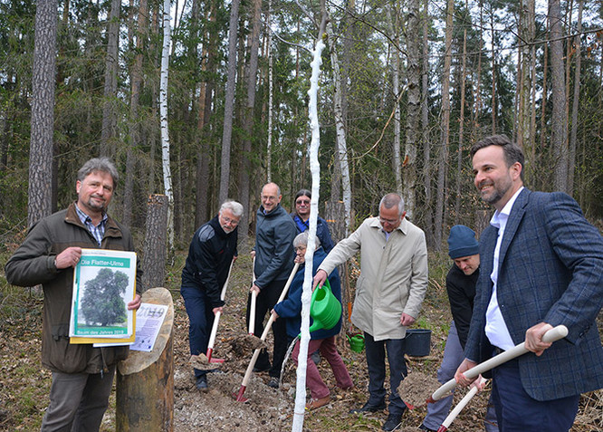Verantwortliche der Stadt Schwabach pflanzen die Flatterulme im Waldgebiet.