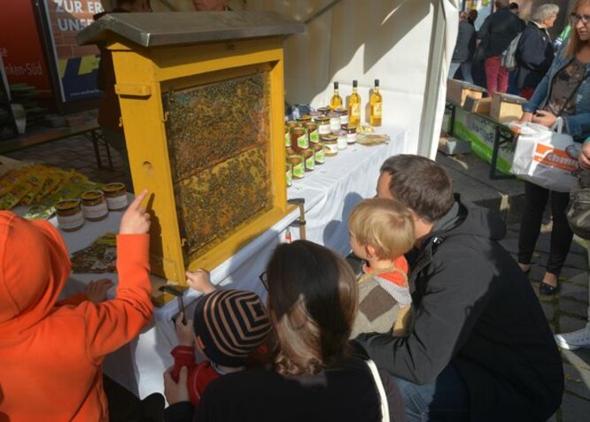 Kinder bestaunen Bienenwaben in einem Schaukasten ausgesellt