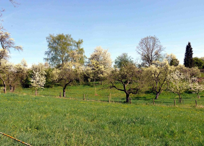 Wiese mit blühenden Obstbäumen