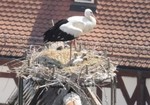 Ein Weißstorch mit seinem Nachwuchs auf dem Dach der Stadtkirche