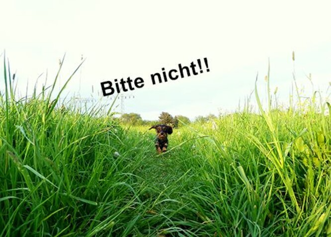 Kleiner Hund springt durch grüne Wiese.