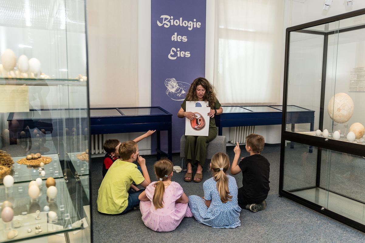 Bilder der Kinderführungen im Staddtmuseum Schwabach im Mai 2024.