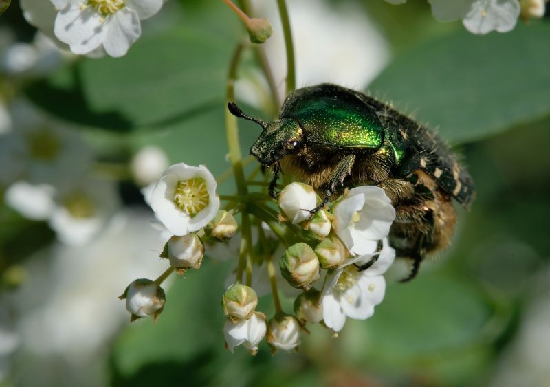 Gold Rosenkäfer groß Makrowilli web