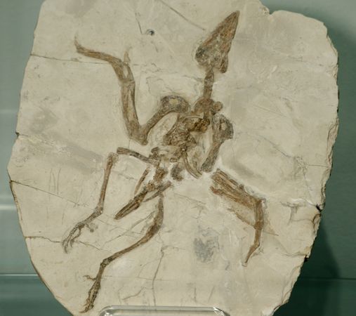 Urvogel im Museum