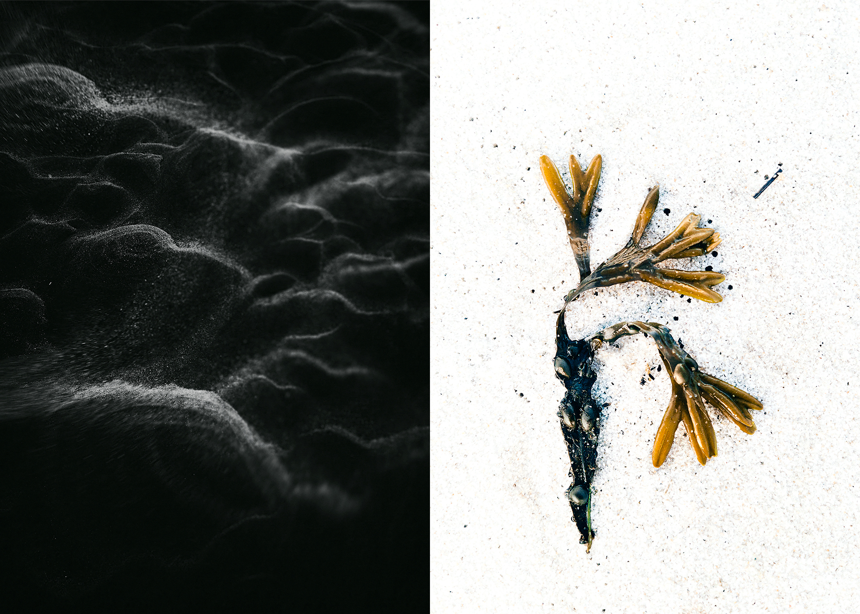 Joachim Lindner: flores maris… Blumen des Meeres