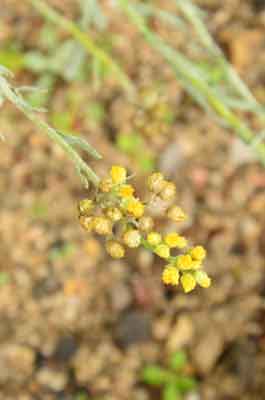 Sandstrohblume