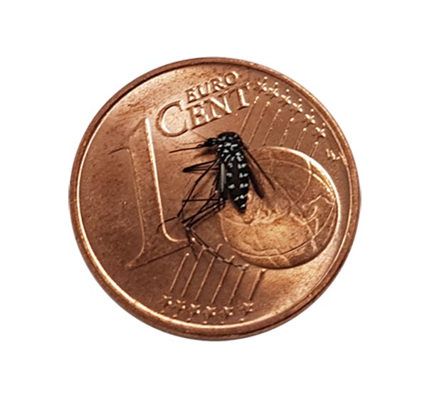 Eine Asiatische Tigermücke liegt auf einer 1-Cent-Münze. Das Tier ist schwarz mit weißen Streifen und wirkt im Vergleich zur Münze sehr klein.