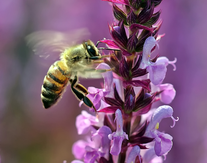 Biene auf einer Salbeiblüte