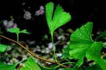 Ginkgo-Blätter