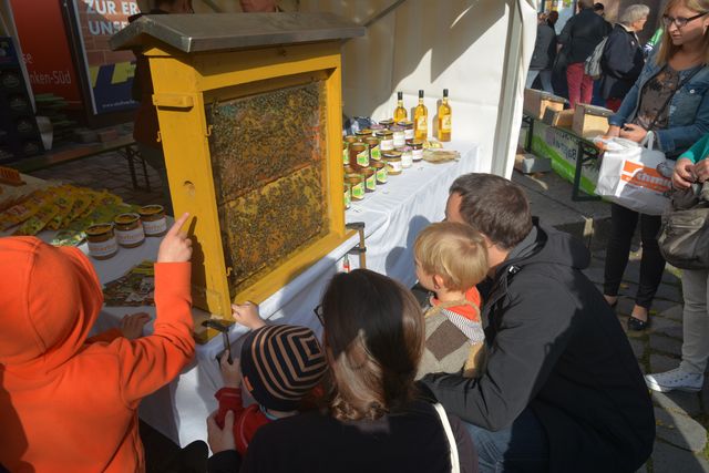 Kinder bestaunen Bienenwaben in einem Schaukasten ausgesellt