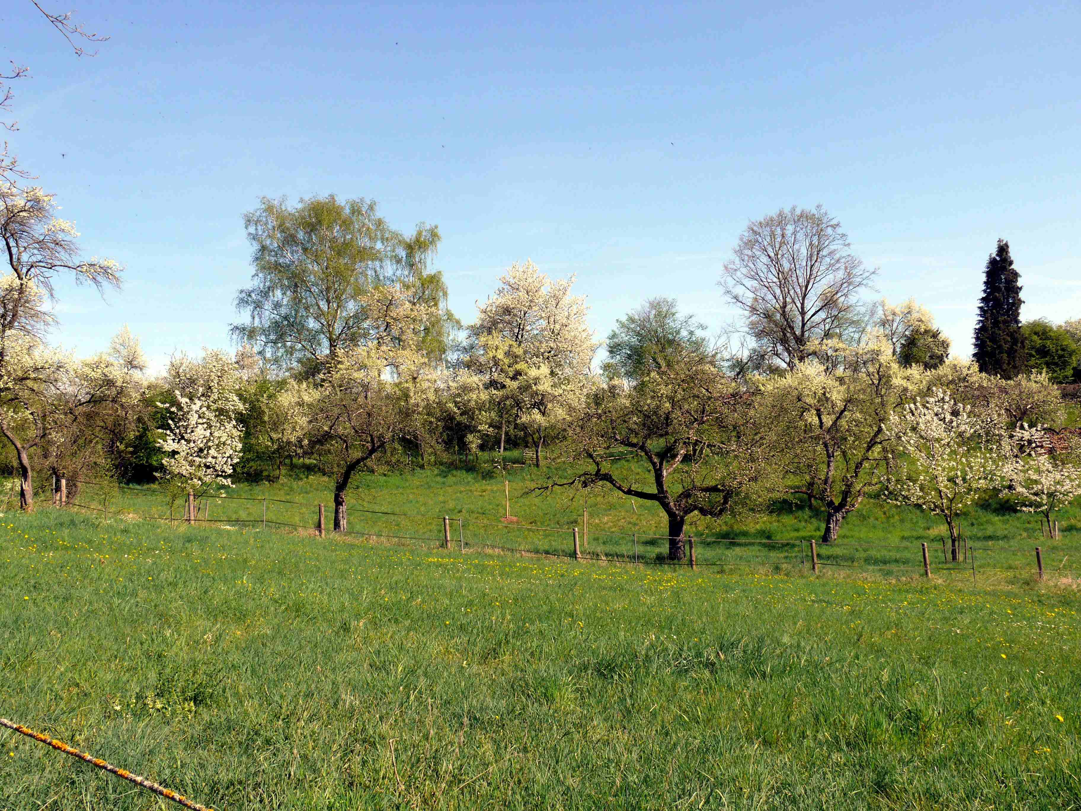 Wiese mit blühenden Obstbäumen