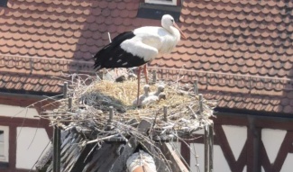 Ein Weißstorch mit seinem Nachwuchs auf dem Dach der Stadtkirche