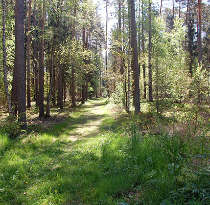 Foto Waldweg