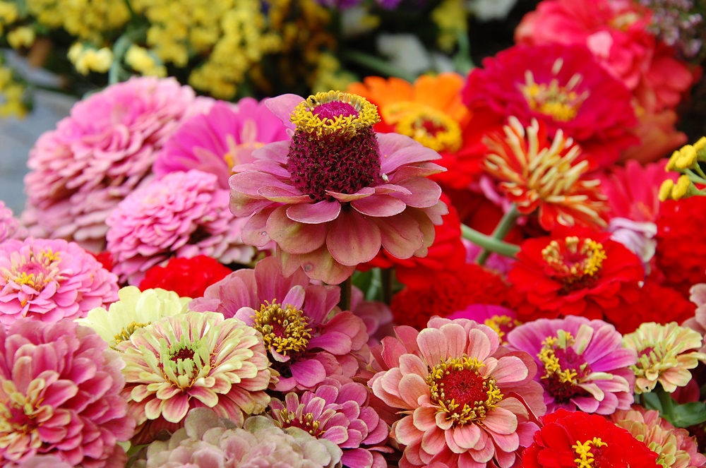 bunte Zinnien