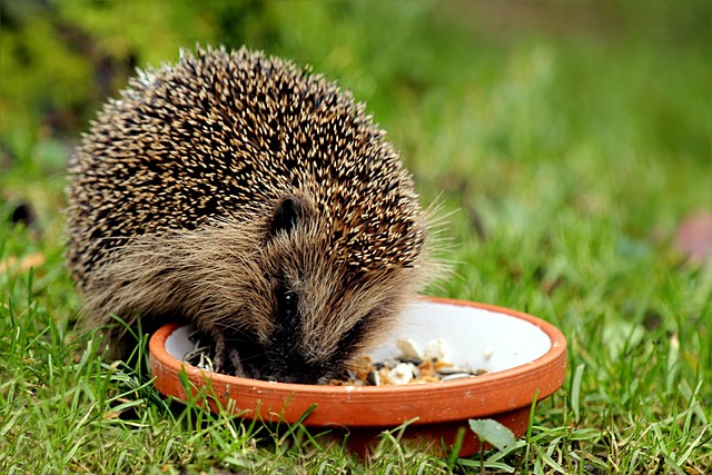 fressender Igel